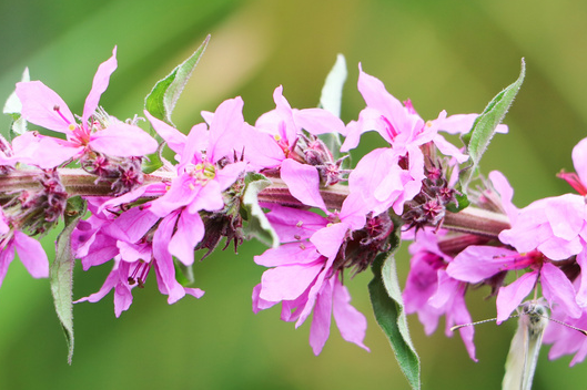产后吃益母草颗粒可以喂母乳吗 产后吃益母草颗粒的作用