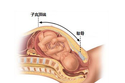 孕妇耻骨位置图 孕妇耻骨是哪个部位