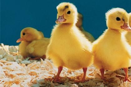 网络用语ghs什么意思 ghs是什么梗