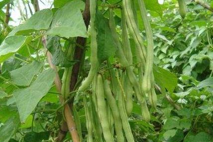 产妇吃芸豆会回奶吗