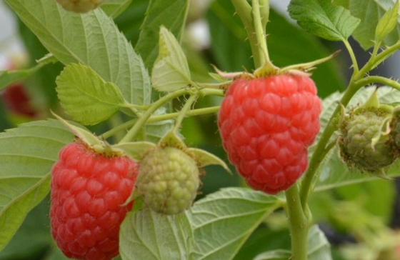 哺乳期可以吃树莓吗