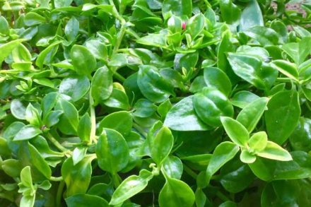 哺乳期可以吃田七吗