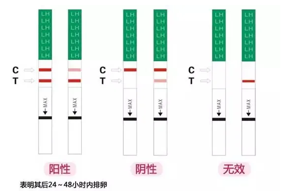 排卵试纸怎么看图解