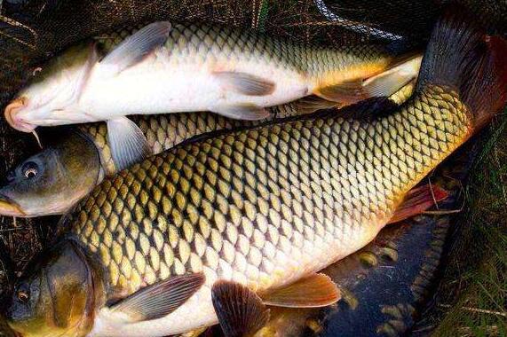 鲤鱼吃了翻病是真的吗 吃鲤鱼发病有依据吗