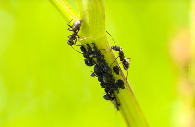 大量蚂蚁进家有什么预兆