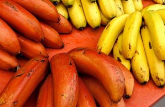 红香蕉和普通香蕉区别