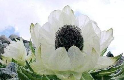 雪莲花泡酒有什么功效