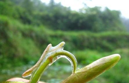 莼菜和荇菜的区别