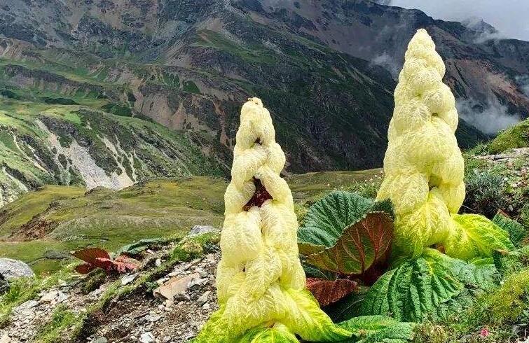 塔黄属于国家几级保护植物