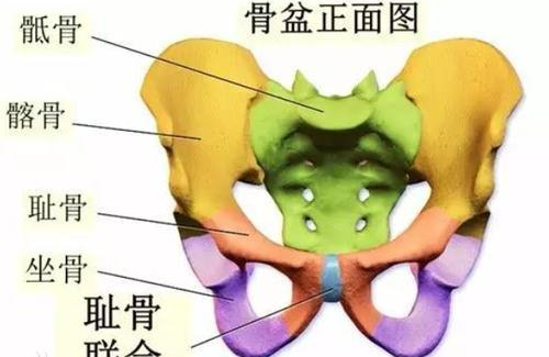 耻骨在身体哪个部位 孕妇耻骨是哪个部位图解