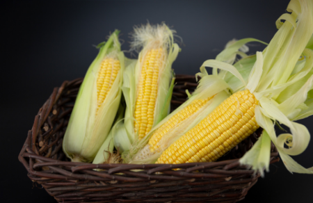 玉米会产生米酵菌酸吗