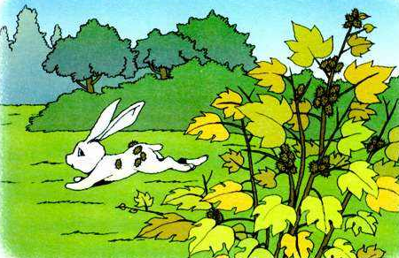 森林里的小兔子故事