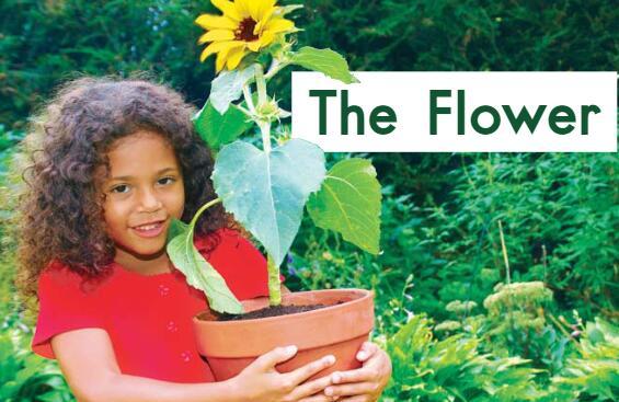 《The Flower花儿》英文原版绘本pdf资源免费下载