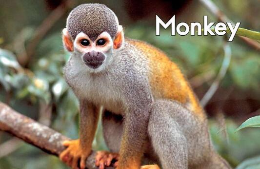 《Monkey猴子》英语绘本pdf资源免费下载