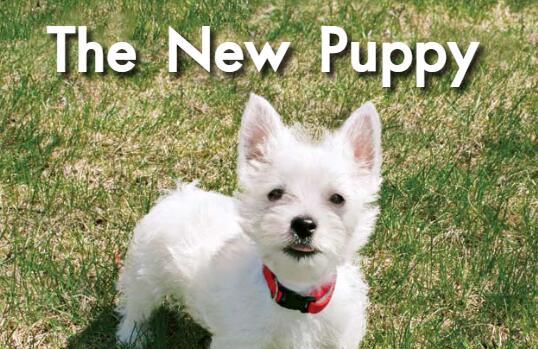 《The New Puppy新的宠物小狗》绘本故事pdf资源免费下载