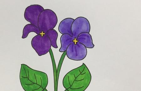 紫罗兰怎么画简单好看