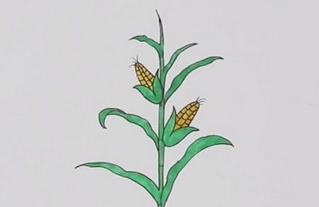 玉米树的画法简笔画图片