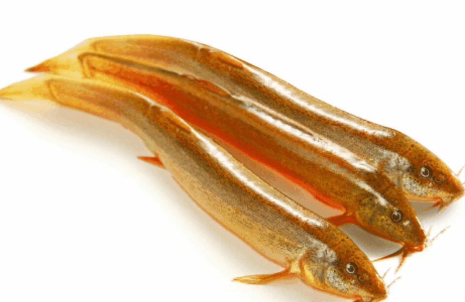 野生泥鳅与养殖泥鳅区别 野生泥鳅体型更细长