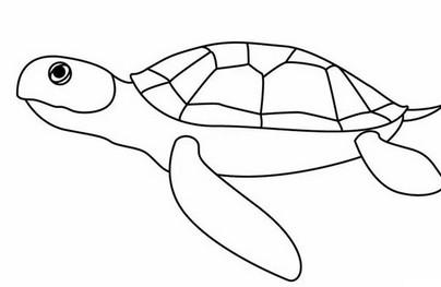 海龟的简笔画法
