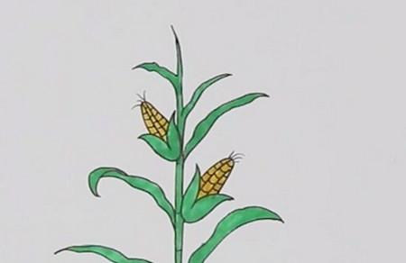 一颗玉米怎么画简笔画图片