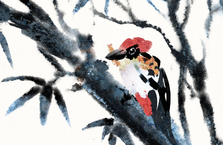 小啄木鸟的疑惑童话故事