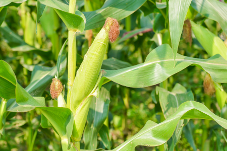 漏斗中的玉米的故事