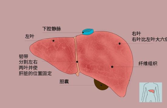 甲胎蛋白满足什么条件，要警惕肝癌？甲胎蛋白升高，怎么降下来？