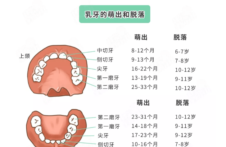 关于孩子换牙的8大常见问题！90%家长都在找答案！