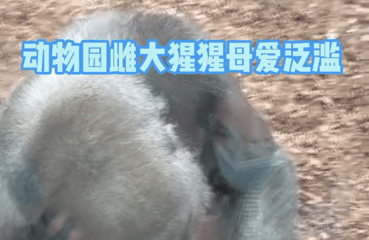 母爱是相通的！雌大猩猩深情注视5周大婴儿，隔着玻璃舔孩子
