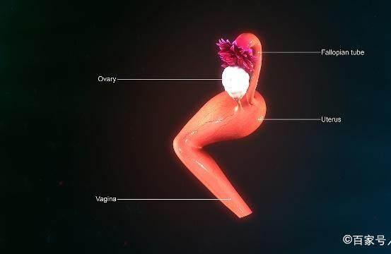 备孕：从4个部位看“受孕能力”，你的怀孕率还可以吗？