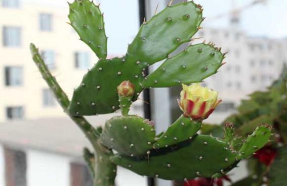 仙人掌-富含植物纤维和维生素B2，孕育人群宜食吗？