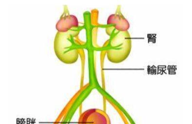 男性尿道口刺痛是什么原因？尿道炎吃什么药最好？