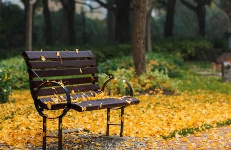 秋天树叶为什么会变黄原因