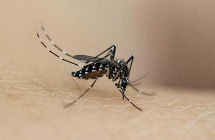 秋天的蚊子为什么比夏天的厉害
