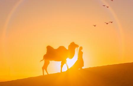 骏马和骆驼的童话故事