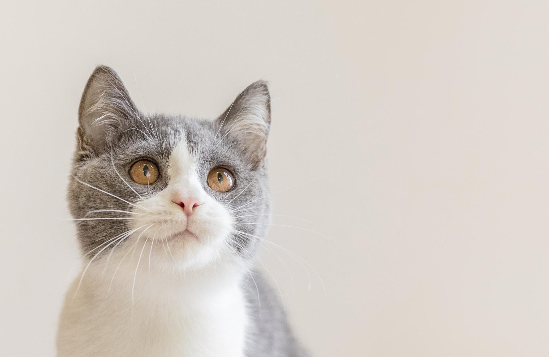 介绍一种事物作文300字猫