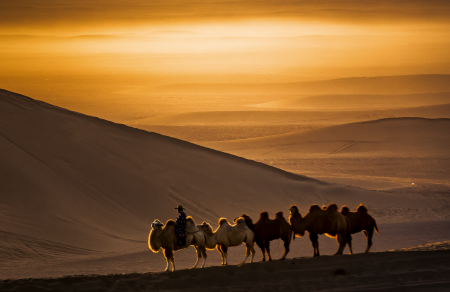 骆驼和山羊的故事文字版