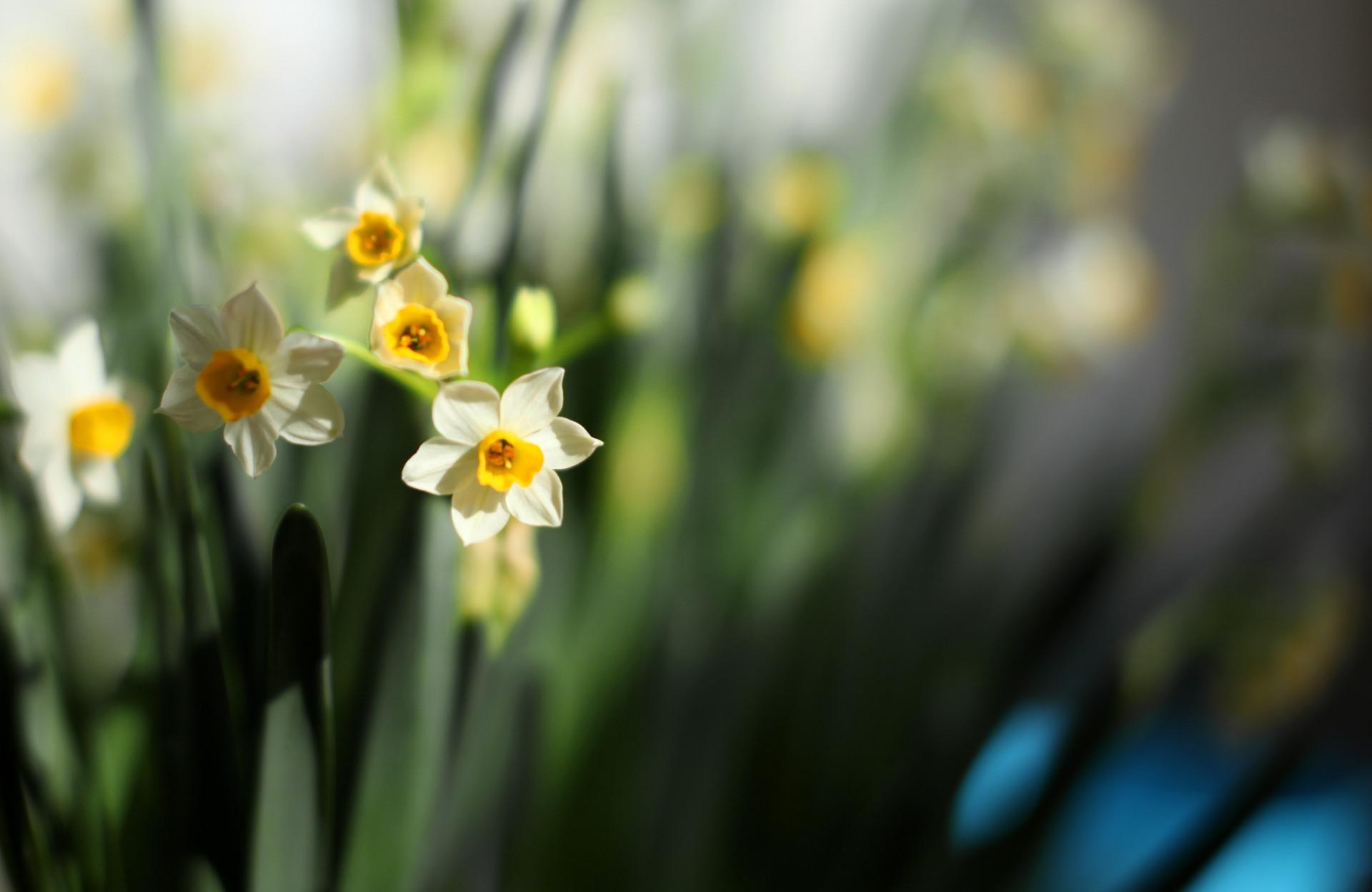 双调水仙花赏析