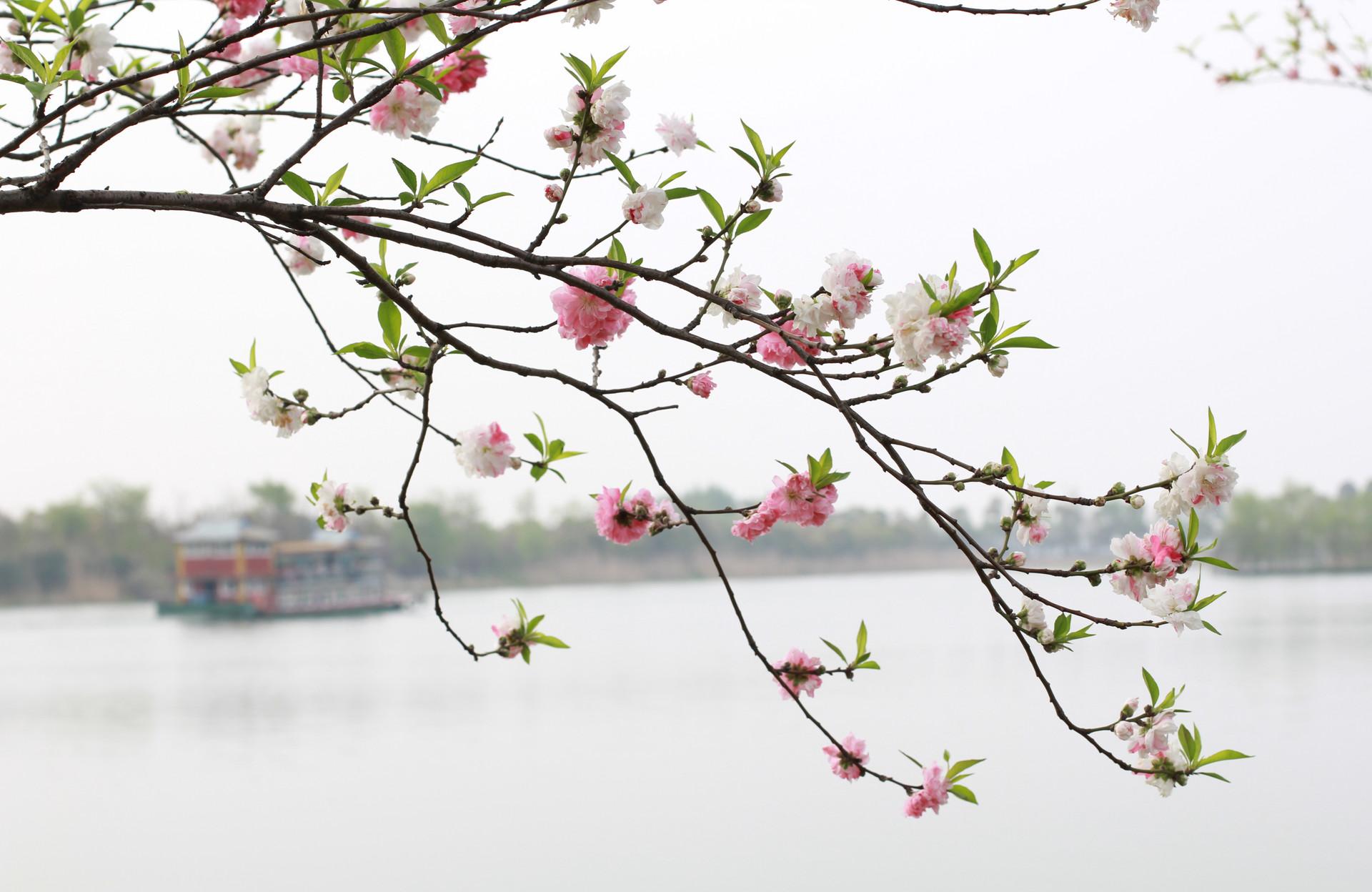 秦楼月芳菲歇赏析