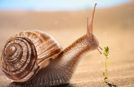 蜗牛和蚯蚓的童话故事