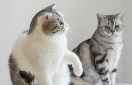 两只猫咪的故事
