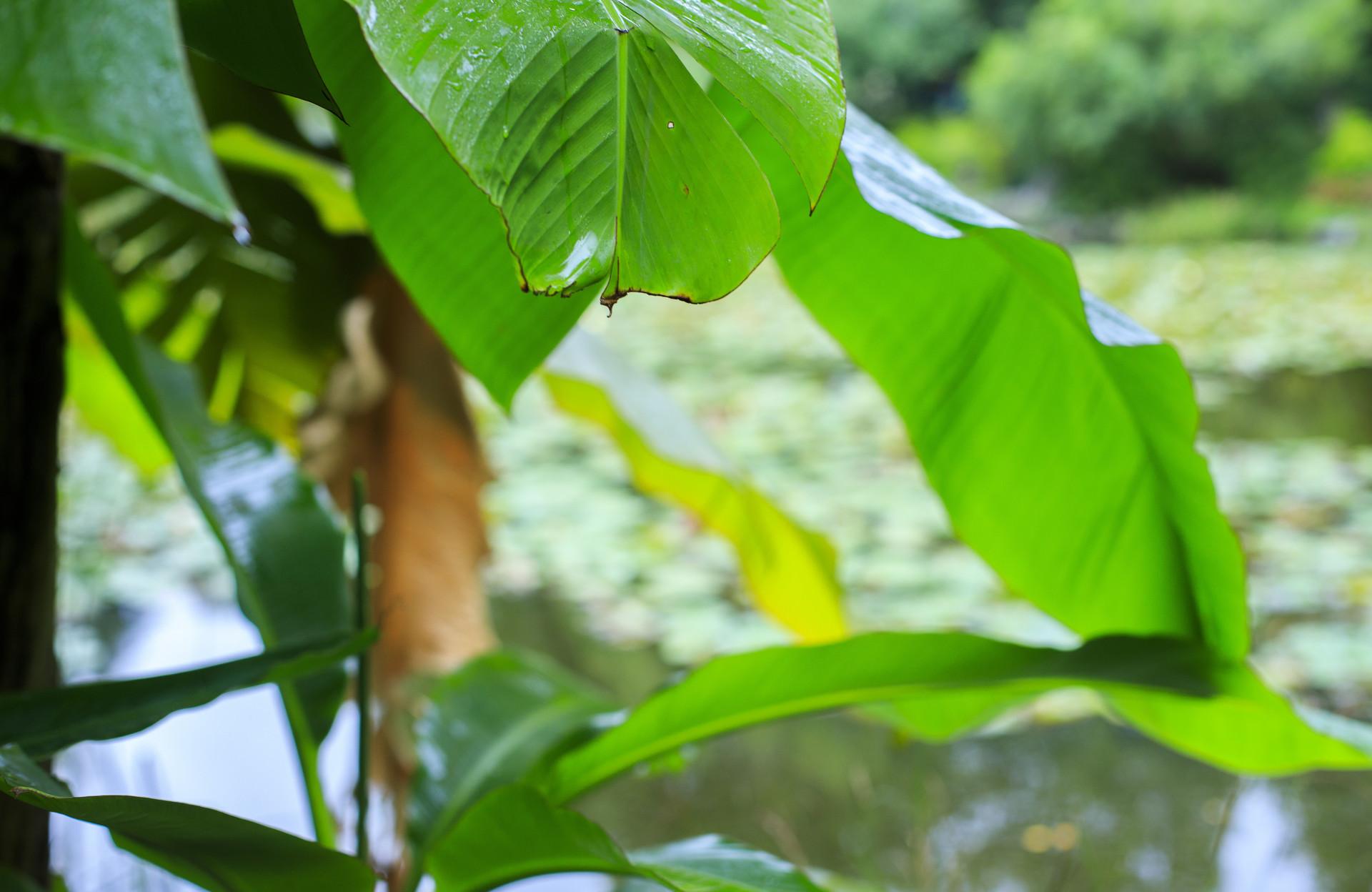 菩萨蛮芭蕉翻译赏析