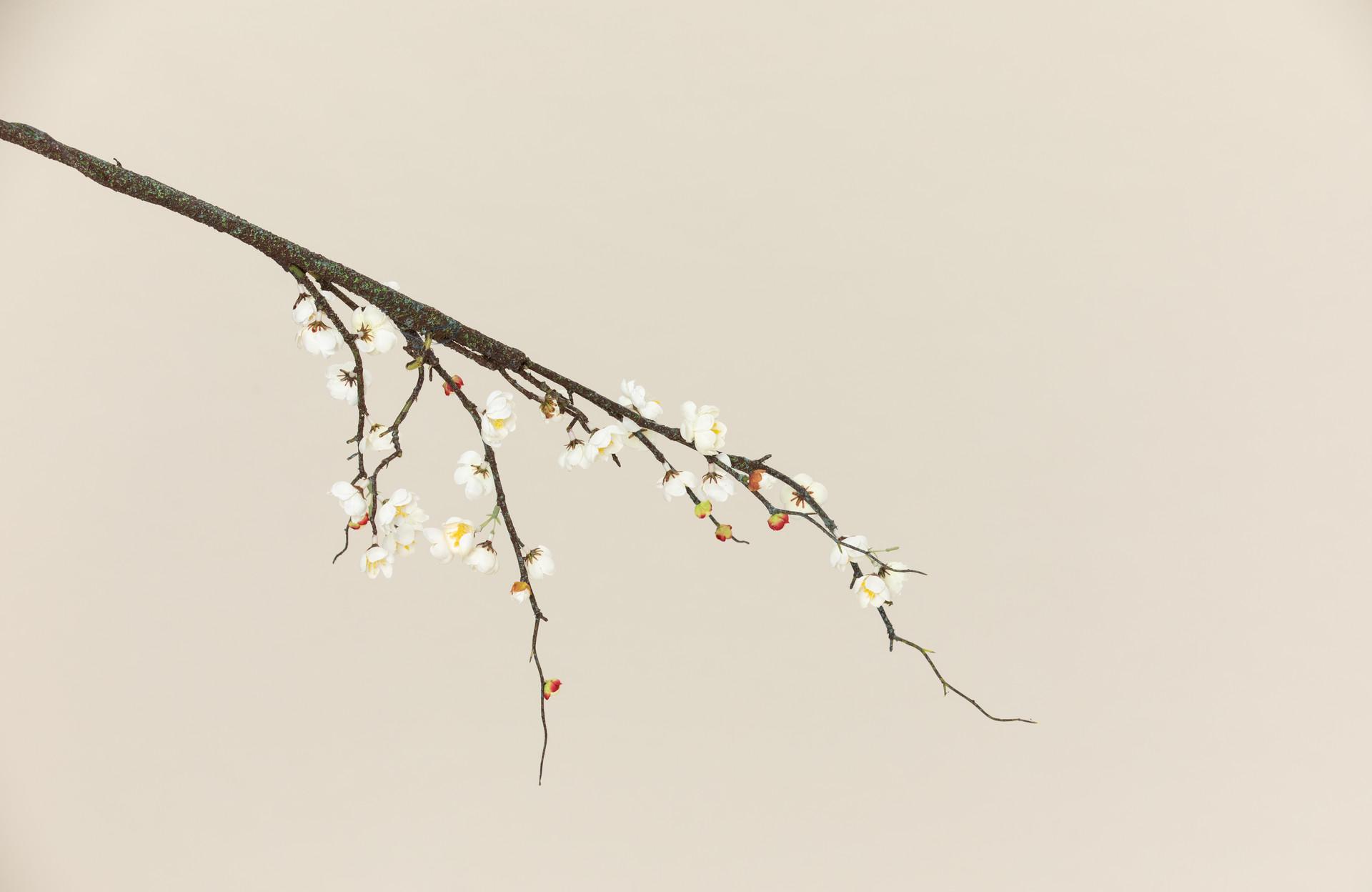 解语花梅花吴文英赏析