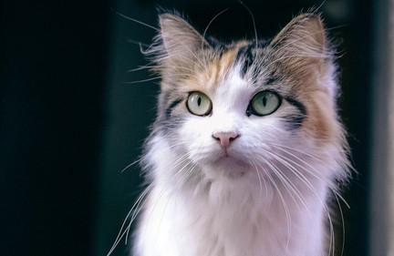 两只小老鼠和大花猫的故事