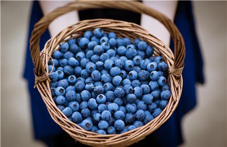 宝宝一天能吃多少蓝莓