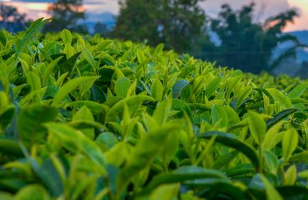 茶香小仙子的故事