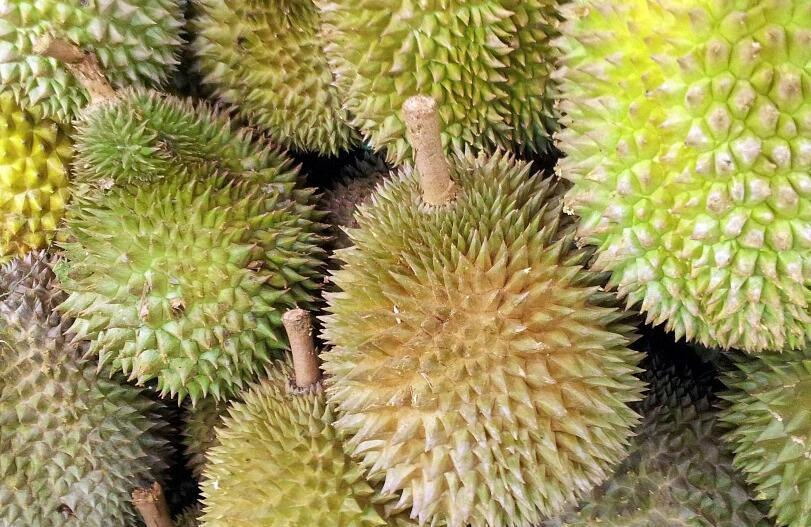 打完新冠疫苗可以吃榴莲呢
