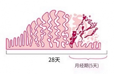 例假提前10天是什么原因造成的？乌鸡白凤丸的成分是什么？